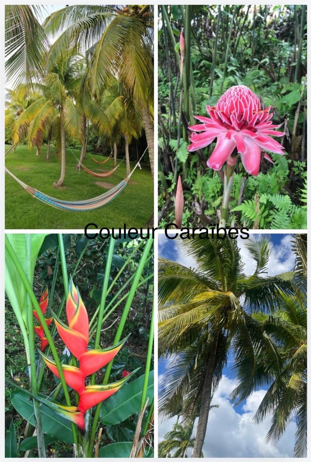 Couleur Caraibes-Cocobeach Martinique Pierre Et Vacances Sainte-Luce Exteriér fotografie