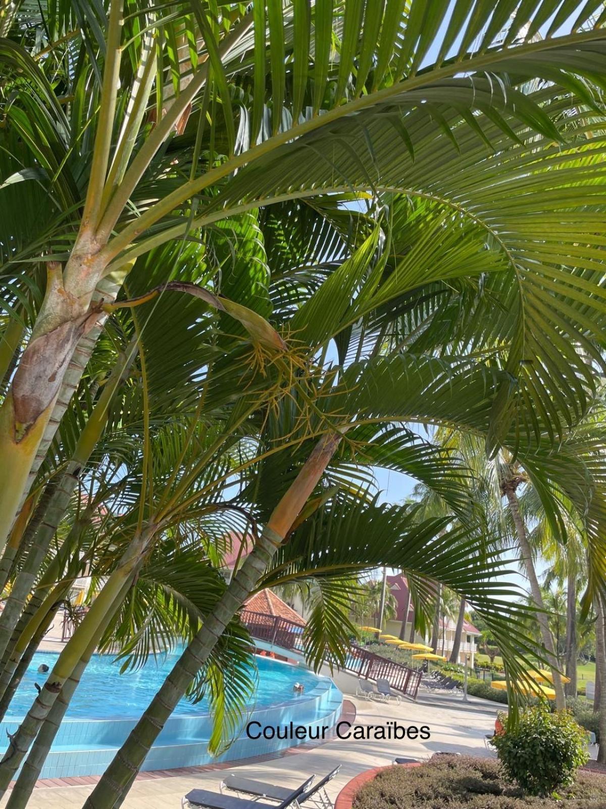 Couleur Caraibes-Cocobeach Martinique Pierre Et Vacances Sainte-Luce Exteriér fotografie